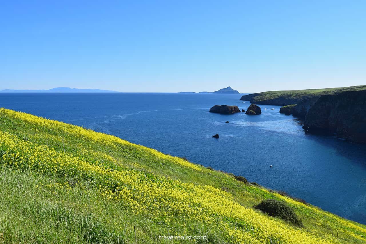 Scorpion harbor and Anacapa Island view during bloom season in Channel Islands National Park, California, US