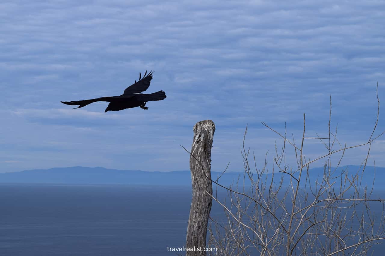 Raven flying away in Channel Islands National Park, California, US