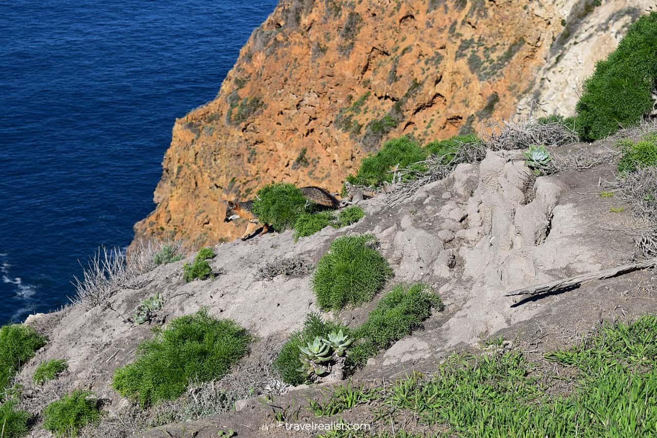 Island fox near Potato Harbor in Channel Islands National Park, California, US