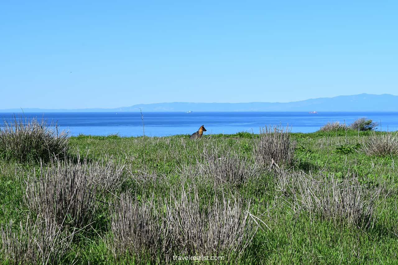 Island fox near Potato Harbor in Channel Islands National Park, California, US