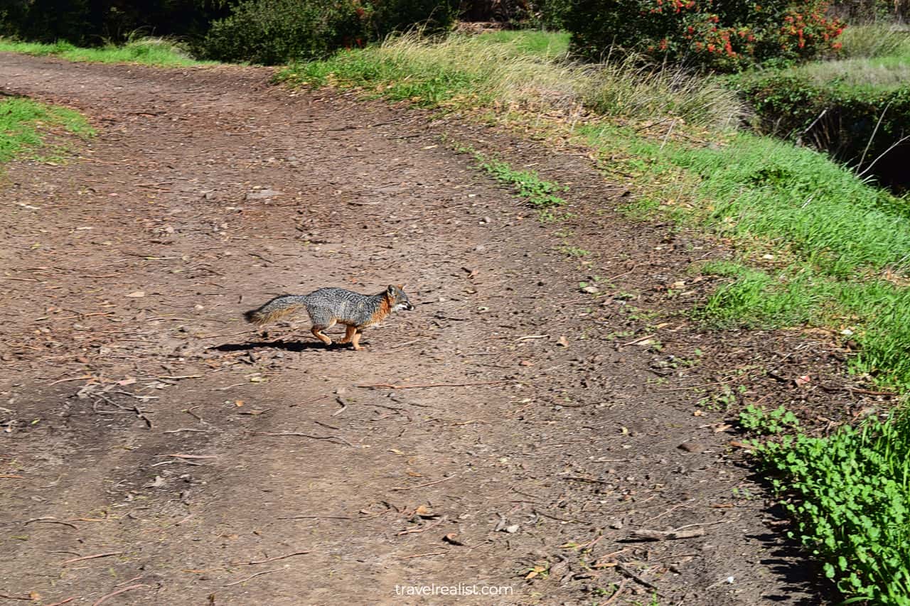 Island fox crossing trail in Channel Islands National Park, California, US