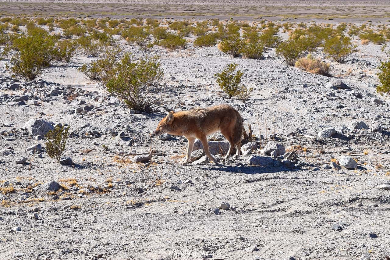 Coyote near Ashford Mill and Badwater in Death Valley National Park, California, US