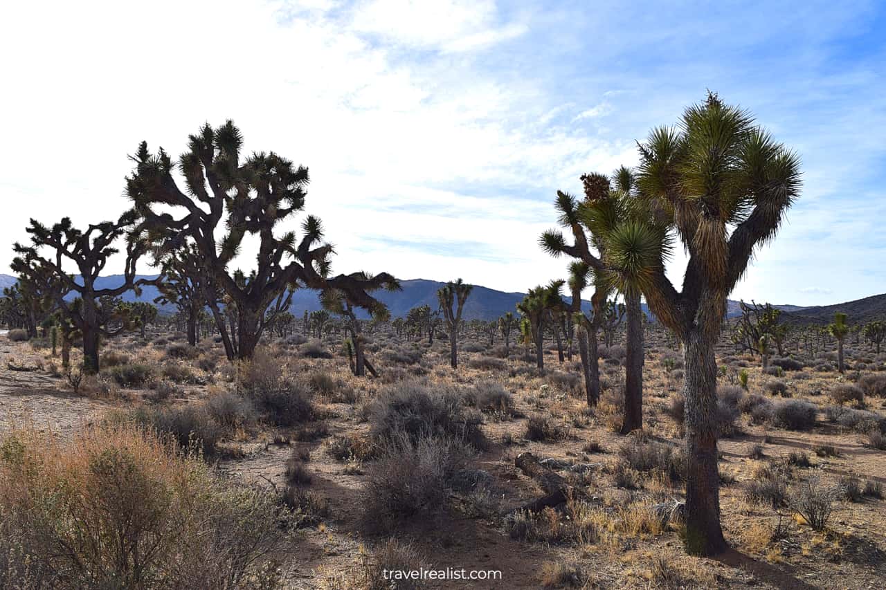 Joshua trees in Lost Horse Valley of Joshua Tree National Park in California, US