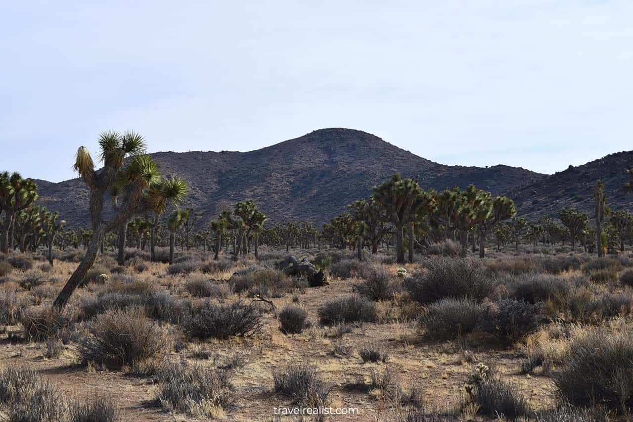 Lost Horse Valley on way to Keys View in Joshua Tree National Park, California, US