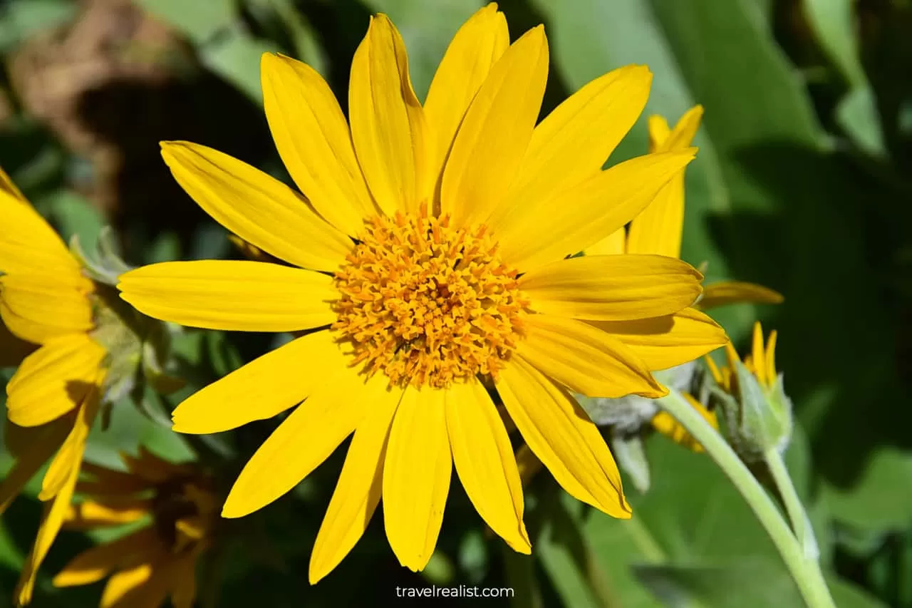 Yellow wildflowers in Lassen Volcanic National Park, California, US