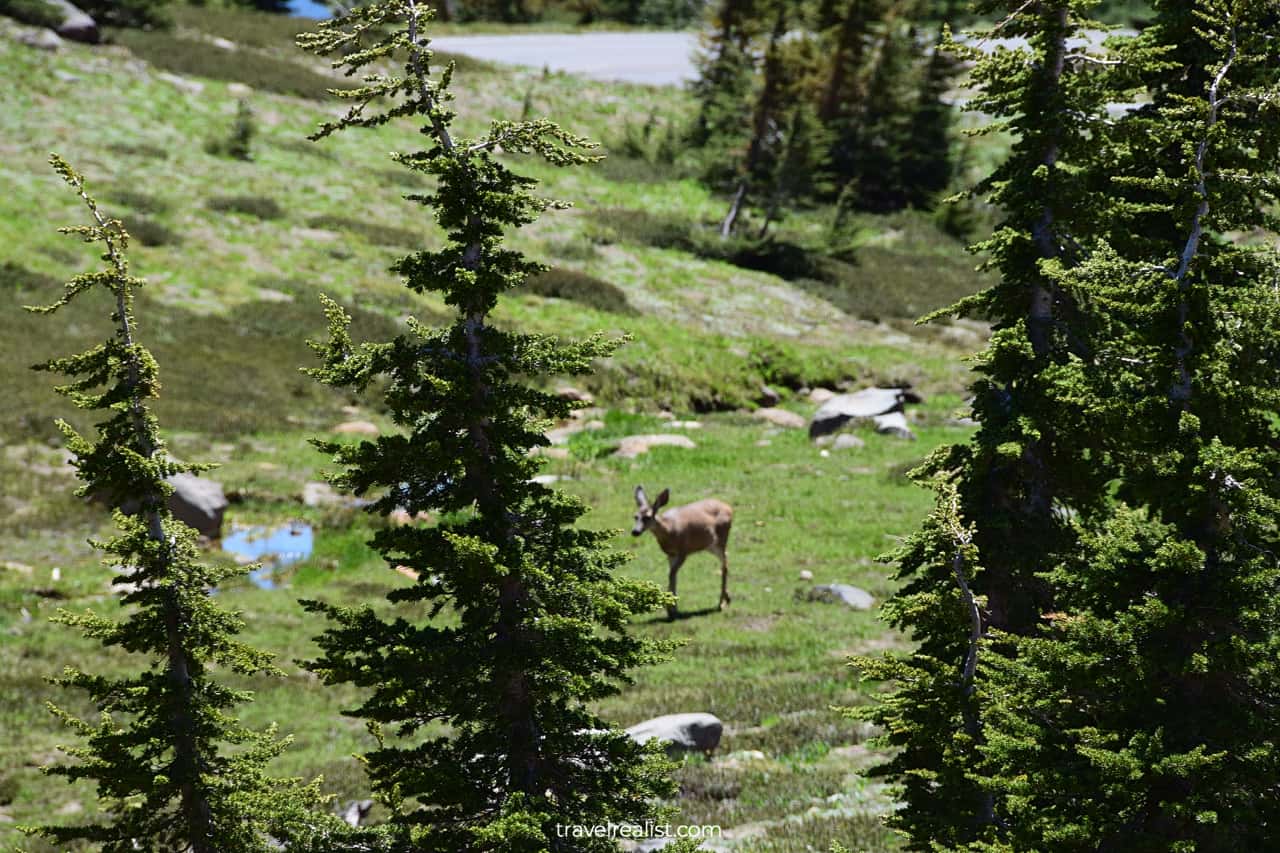 Deer at Emerald Lake in Lassen Volcanic National Park, California, US