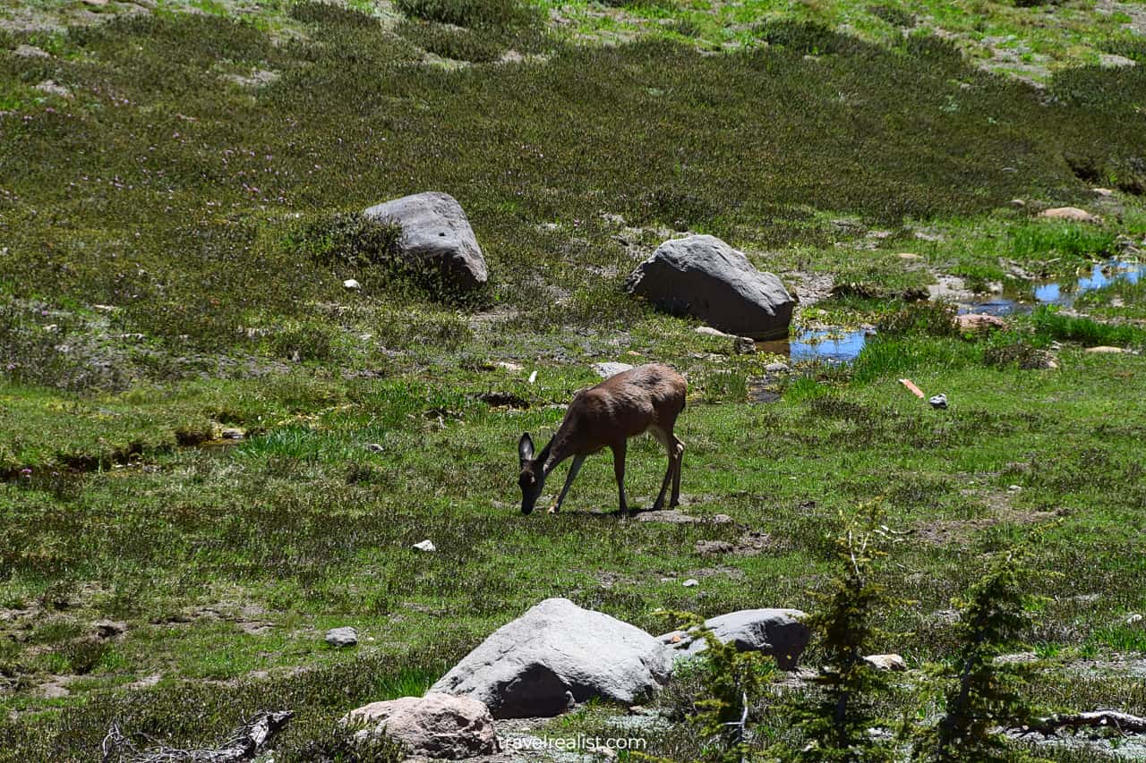 Deer on meadow in Lassen Volcanic National Park, California, US