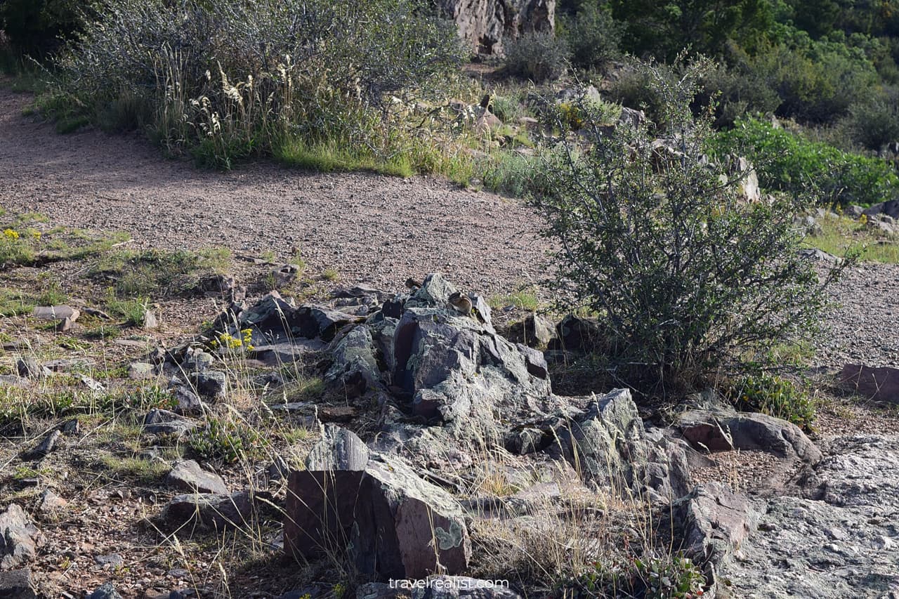 Wildlife alert: ground squirrel spotting in Black Canyon of the Gunnison, Colorado, US