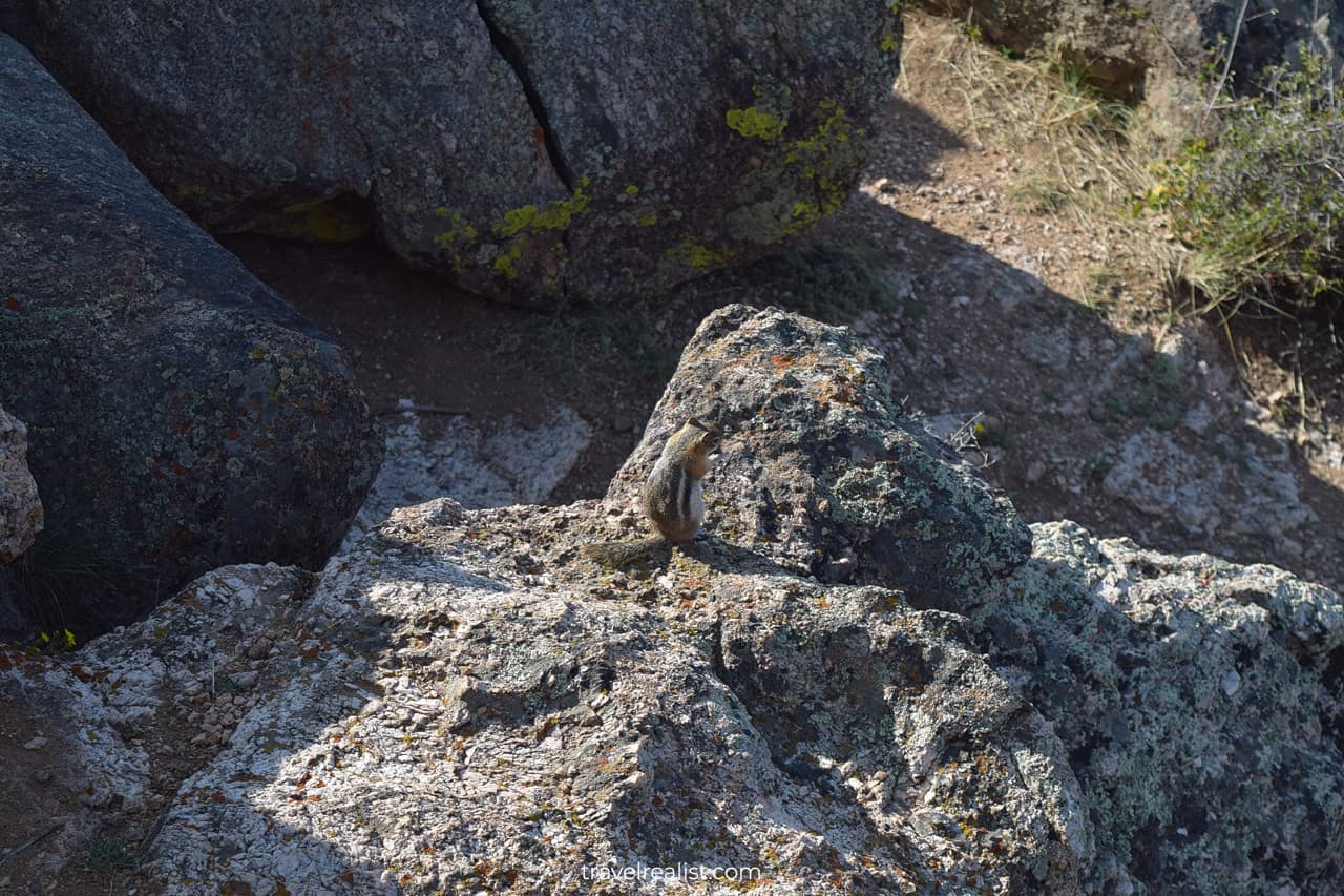 Wildlife alert: ground squirrel in Black Canyon of the Gunnison, Colorado, US