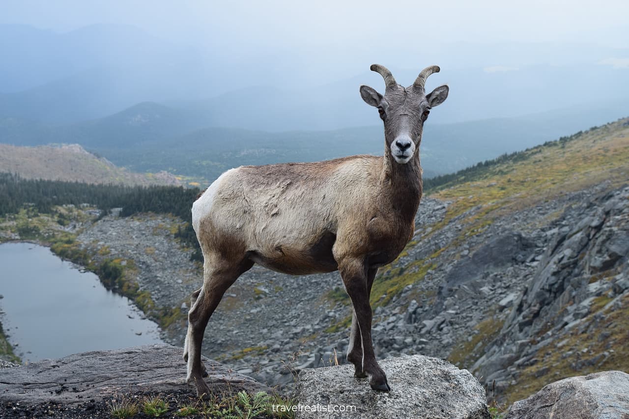 Mountain goat on Mount Evans Scenic Byway in Colorado, US