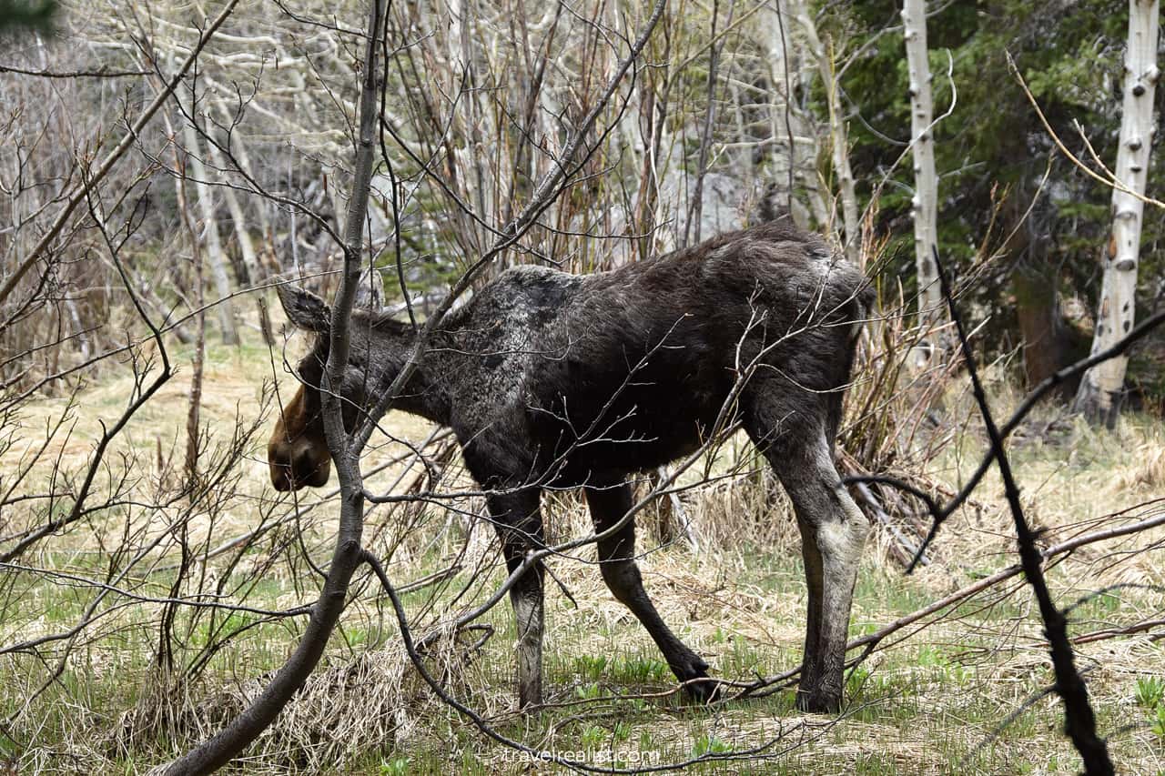 Wildlife alert: moose in Rocky Mountain National Park, Colorado, US