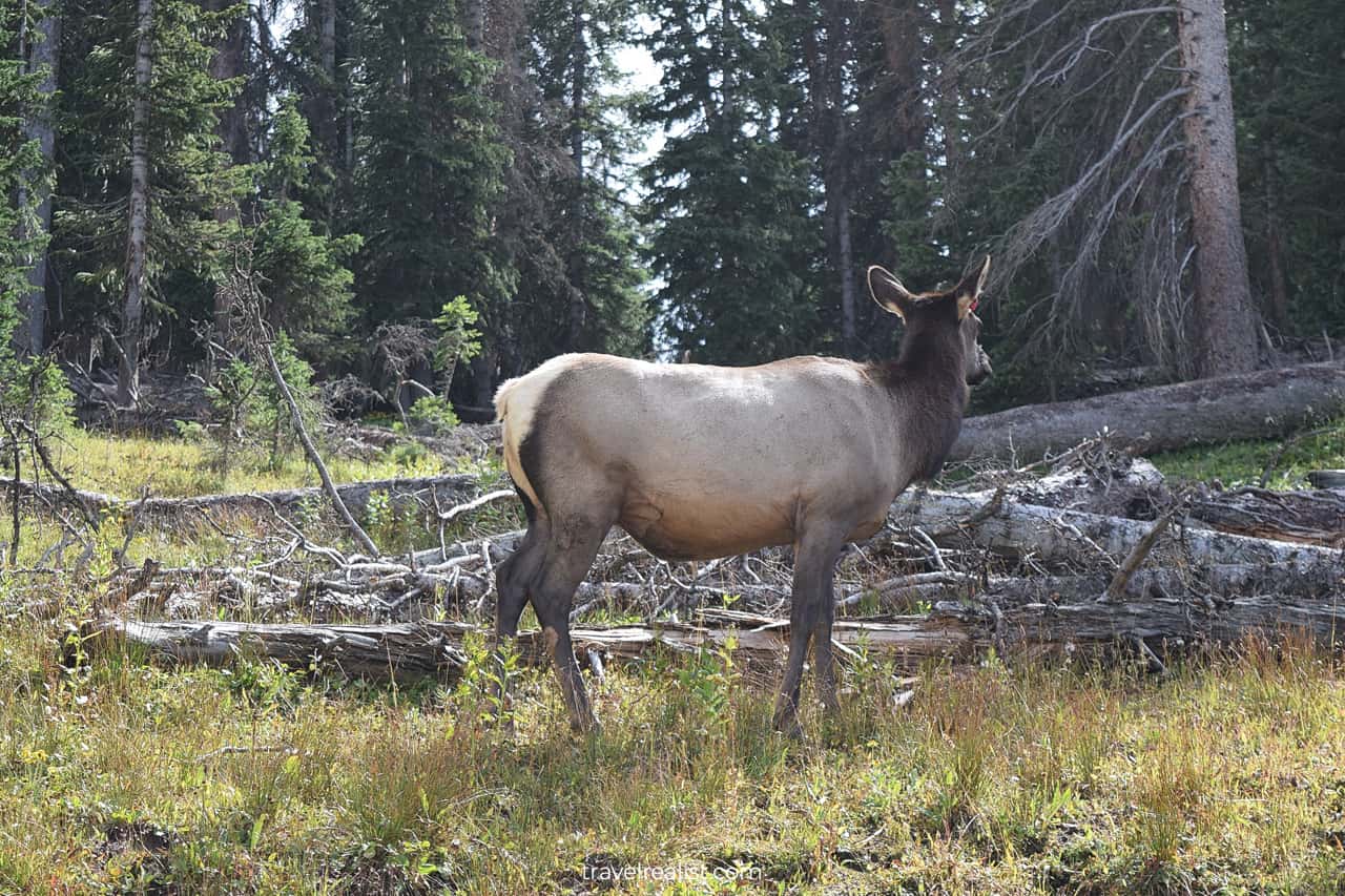 Wildlife alert: elk in Rocky Mountain National Park, Colorado, US