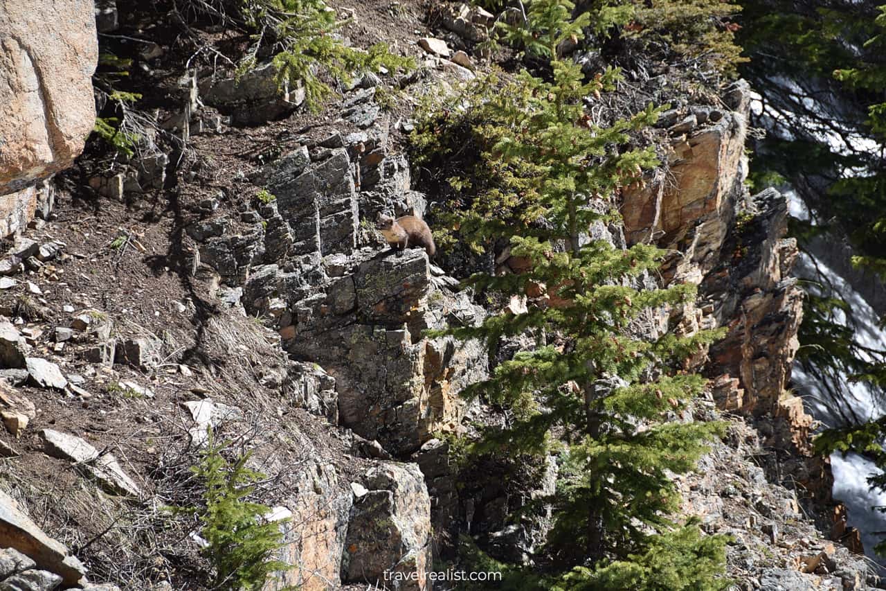 Wildlife alert: American marten in Rocky Mountain National Park, Colorado, US