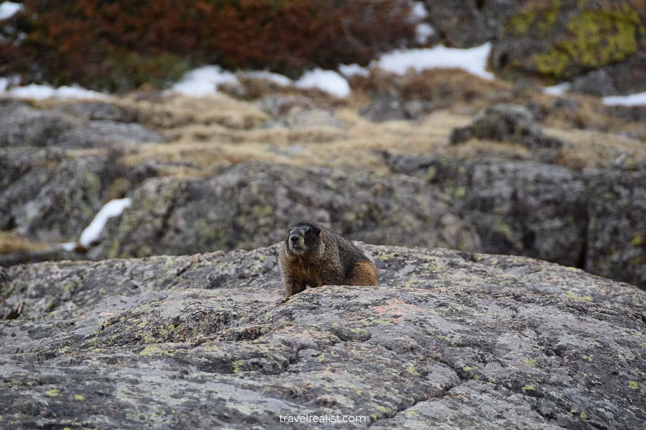 Wildlife alert: yellow-bellied marmot in Rocky Mountain National Park, Colorado, US
