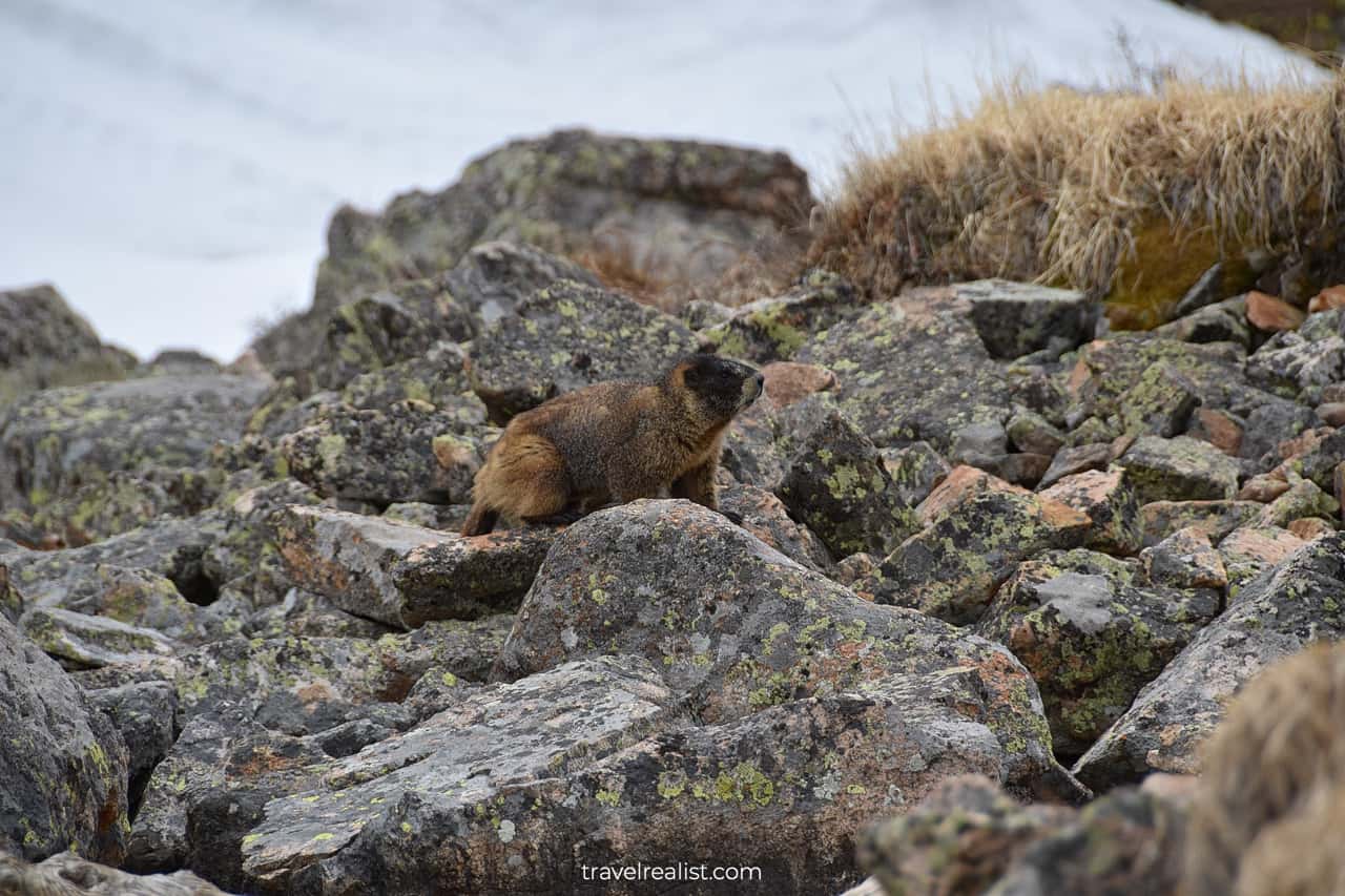 Catch up with a yellow-bellied marmot in Rocky Mountain National Park, Colorado, US