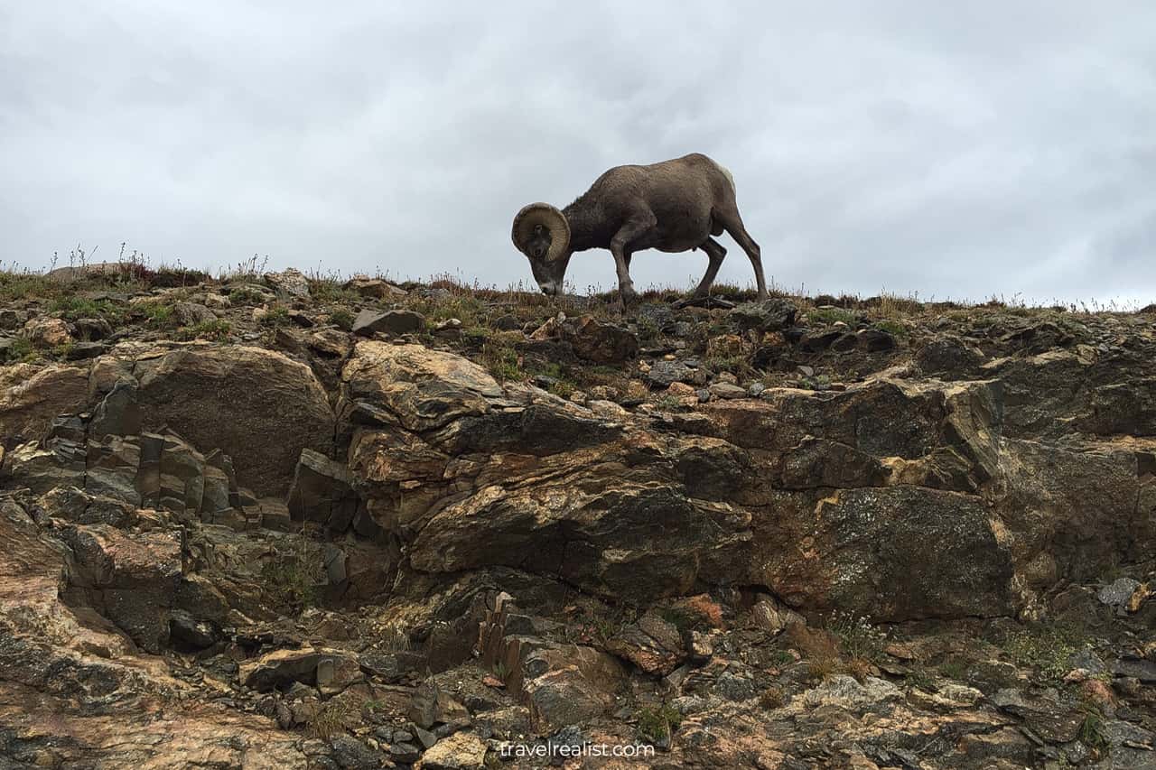 Wildlife alert: bighorn sheep in Rocky Mountain National Park, Colorado, US