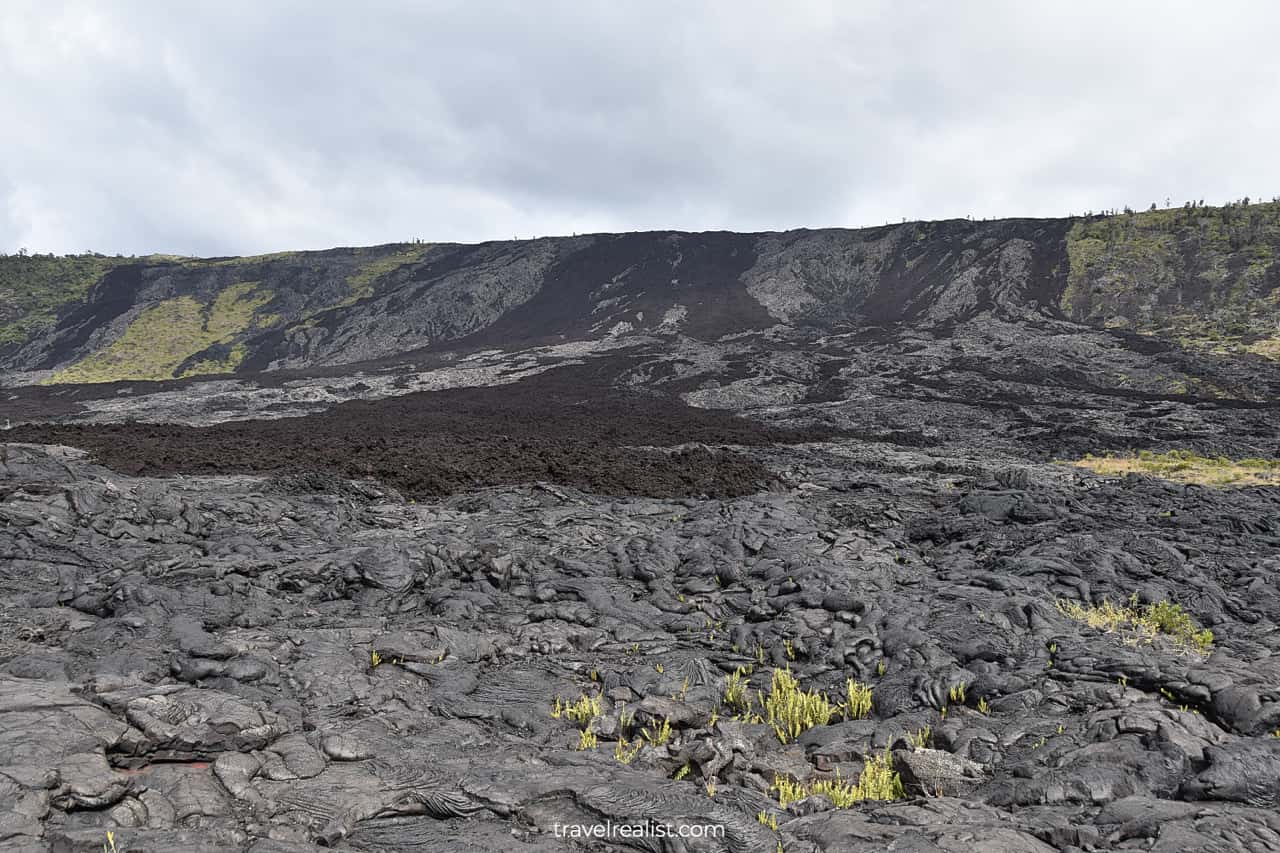 Plants growing from lava beds in Hawaii Volcanoes National Park on Big Island in Hawaii, US