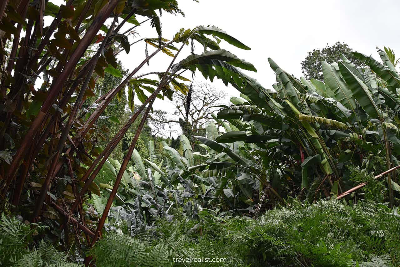 Akaka Falls State Park near Hilo on Big Island in Hawaii, US