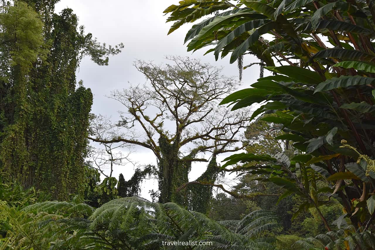 Rainforest at Akaka Falls State Park near Hilo on Big Island in Hawaii, US