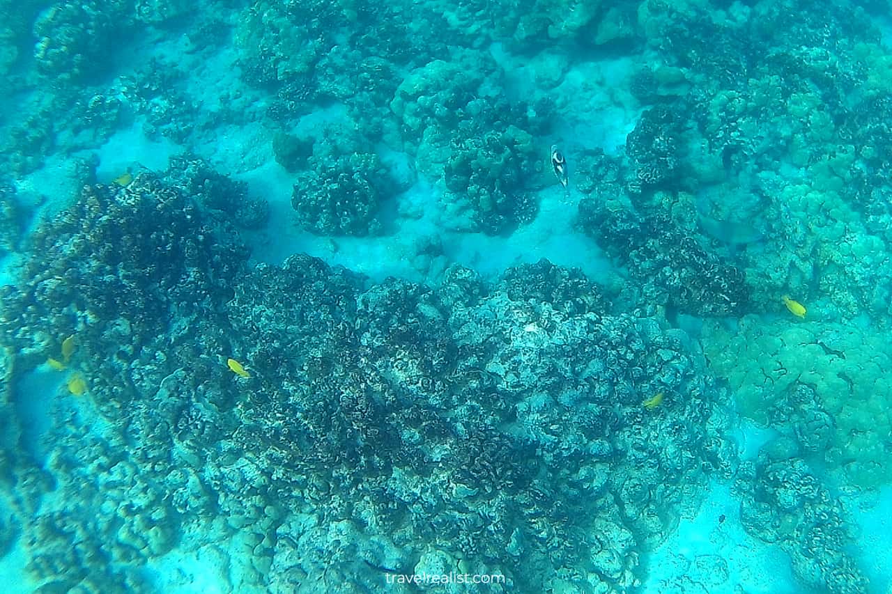 Snorkeling at Two Step beach on Big Island in Hawaii, US