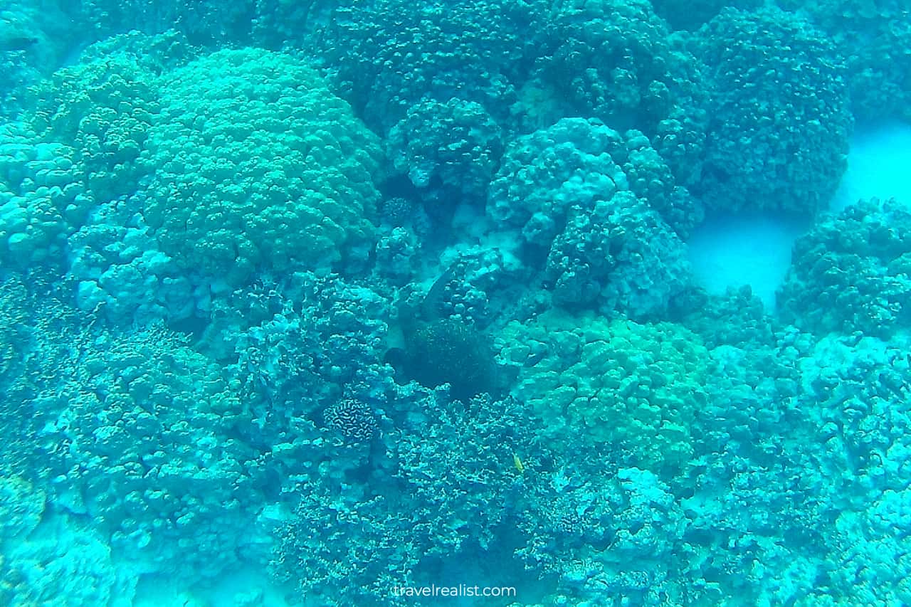 Underwater photo of turtle at Two Step beach on Big Island in Hawaii, US