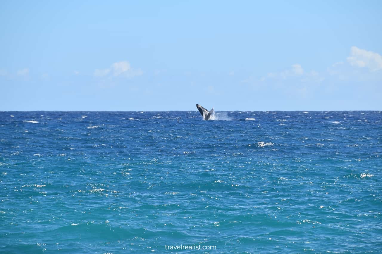 Humpback jumping out of water near Papakōlea Green Sand Beach on Big Island in Hawaii, US