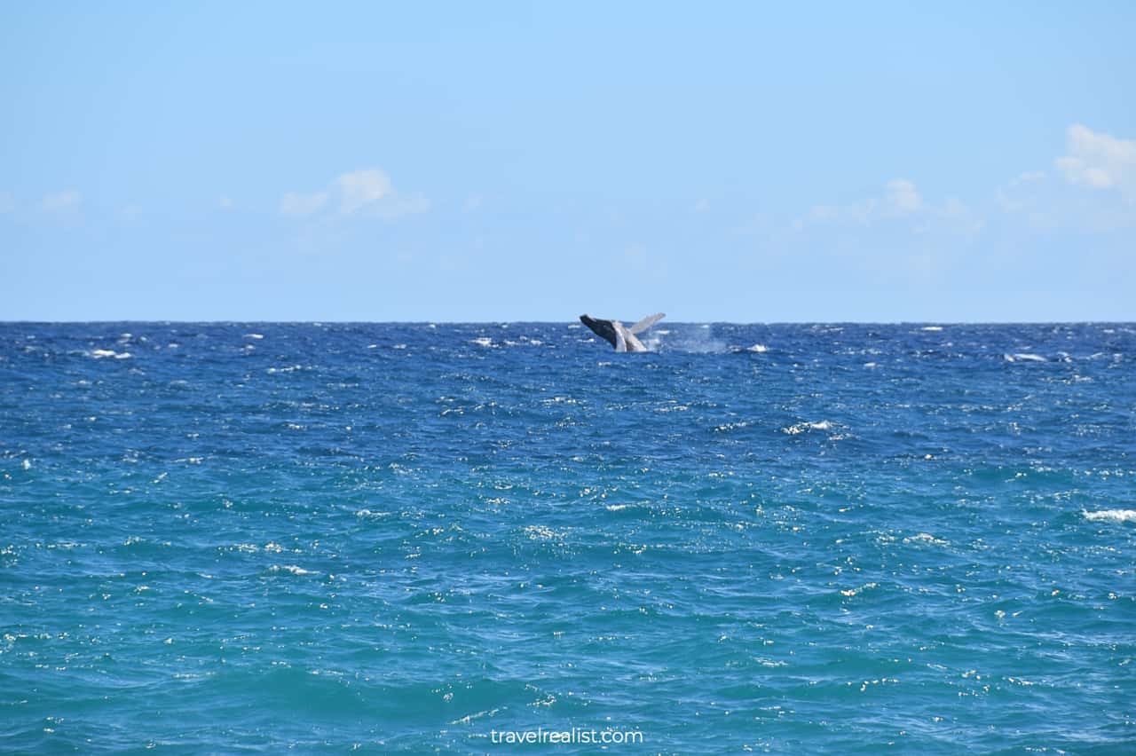 Whale watching at Papakōlea Green Sand Beach on Big Island in Hawaii, US