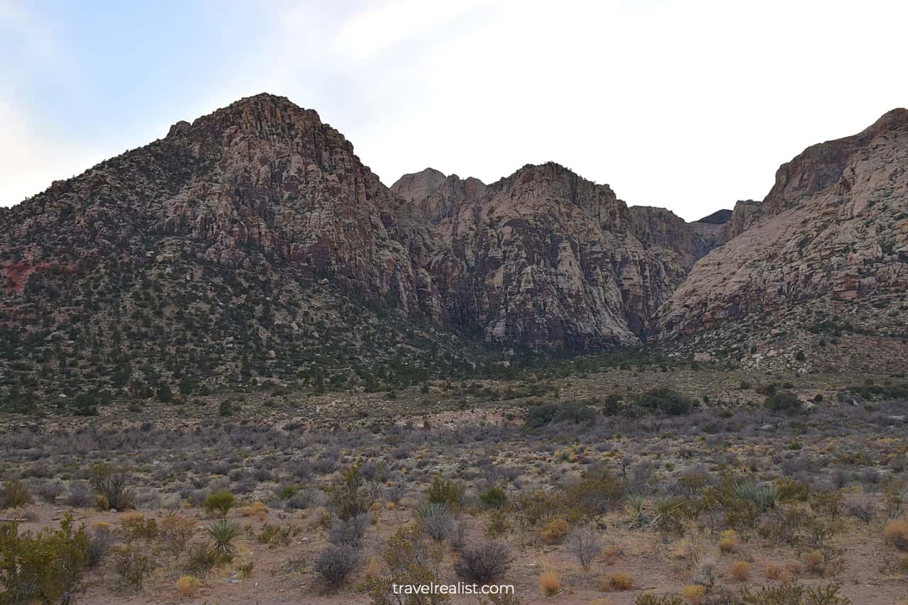 Willow Spring in Red Rock Canyon National Conservation Area, Nevada, US