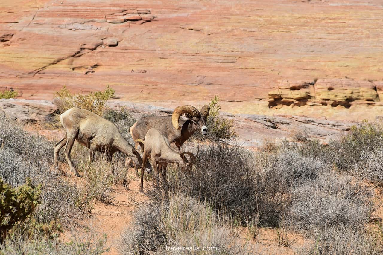 Bighorn sheep in Valley of Fire State Park, Nevada, US