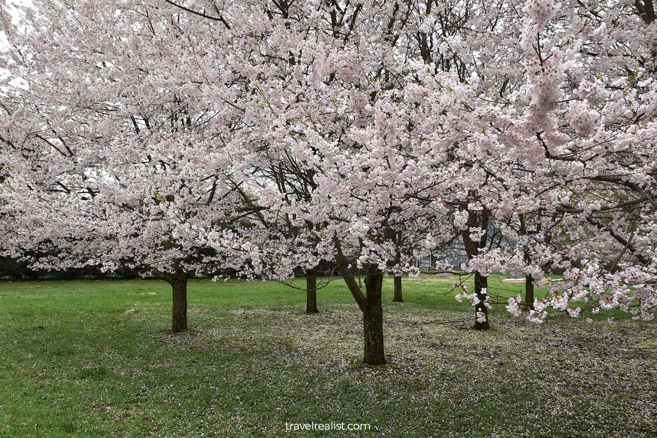 Cherry blossom in Home of Franklin D Roosevelt National Historic Site, New York, US