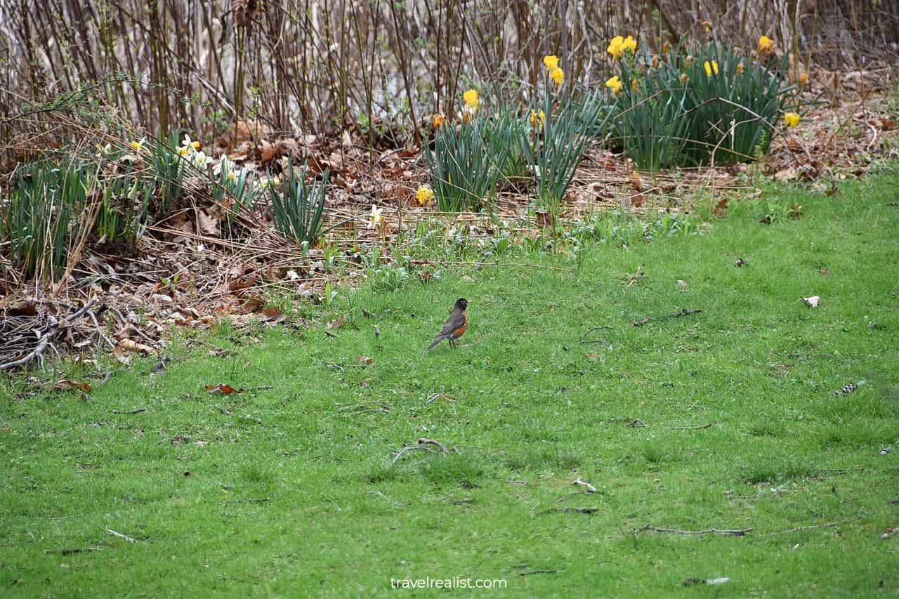 American Robin bird and daffodils Eleanor Roosevelt National Historic Site in New York, US