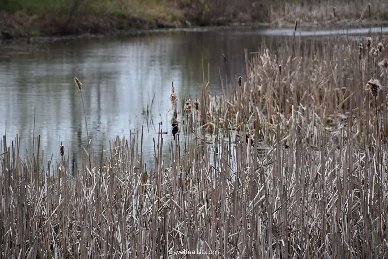 Red-winged blackbird in cattails in Eleanor Roosevelt National Historic Site in New York, US