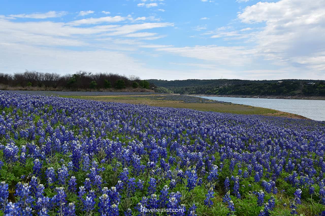 Bluebonnets in full bloom in Muleshoe Bend Recreation Area near Austin, Texas, US