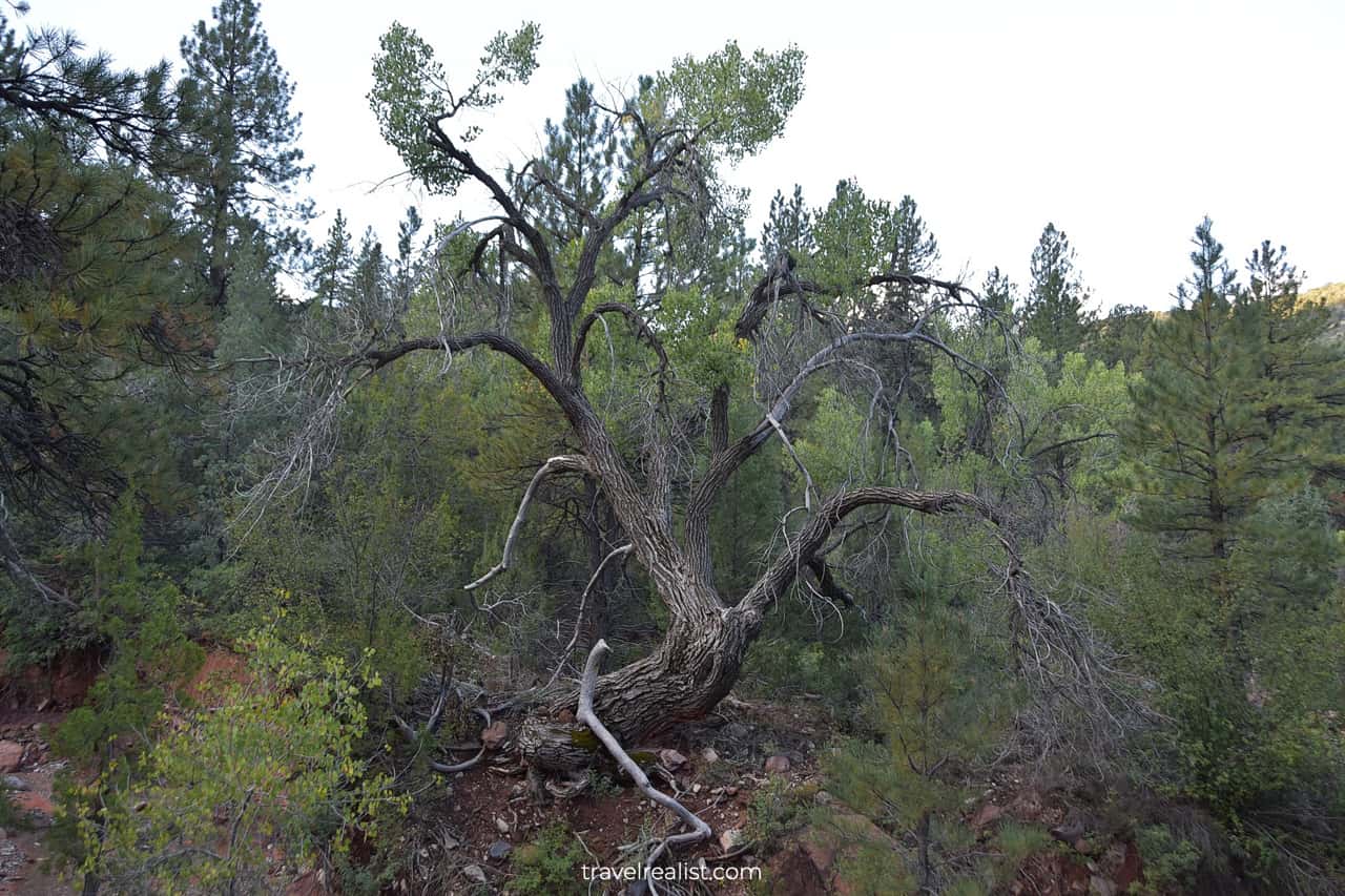 Oak growing at Taylor Creek banks in Zion National Park, Utah, US