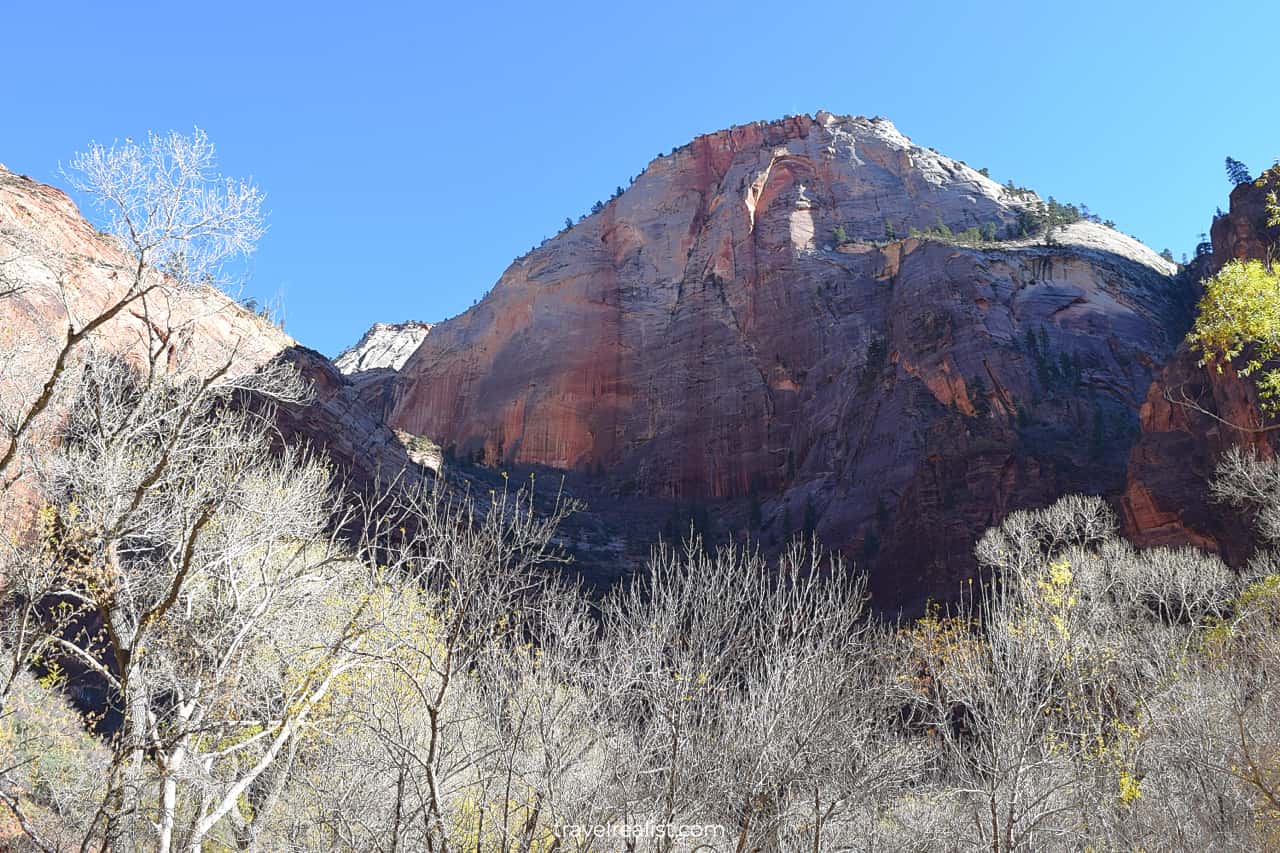 Trees at Weeping Rock in Zion National Park, Utah, US