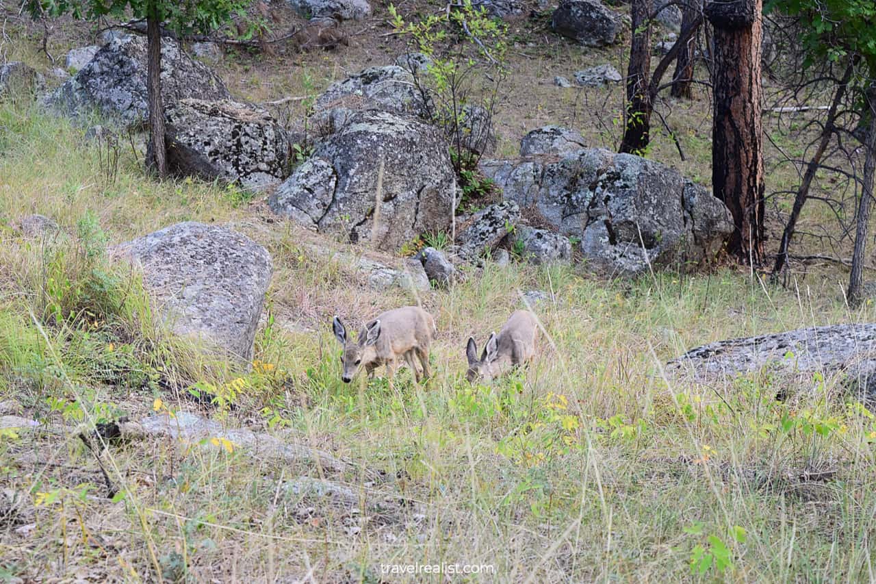 Baby deer in Devils Tower National Monument, Wyoming, US