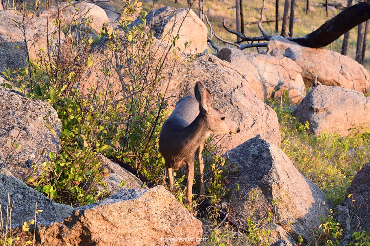 A deer in Devils Tower National Monument, Wyoming, US