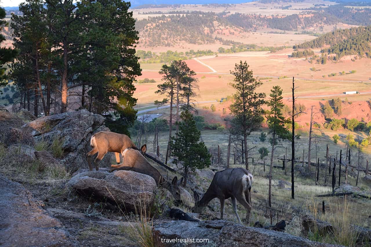 Deer family in Devils Tower National Monument, Wyoming, US