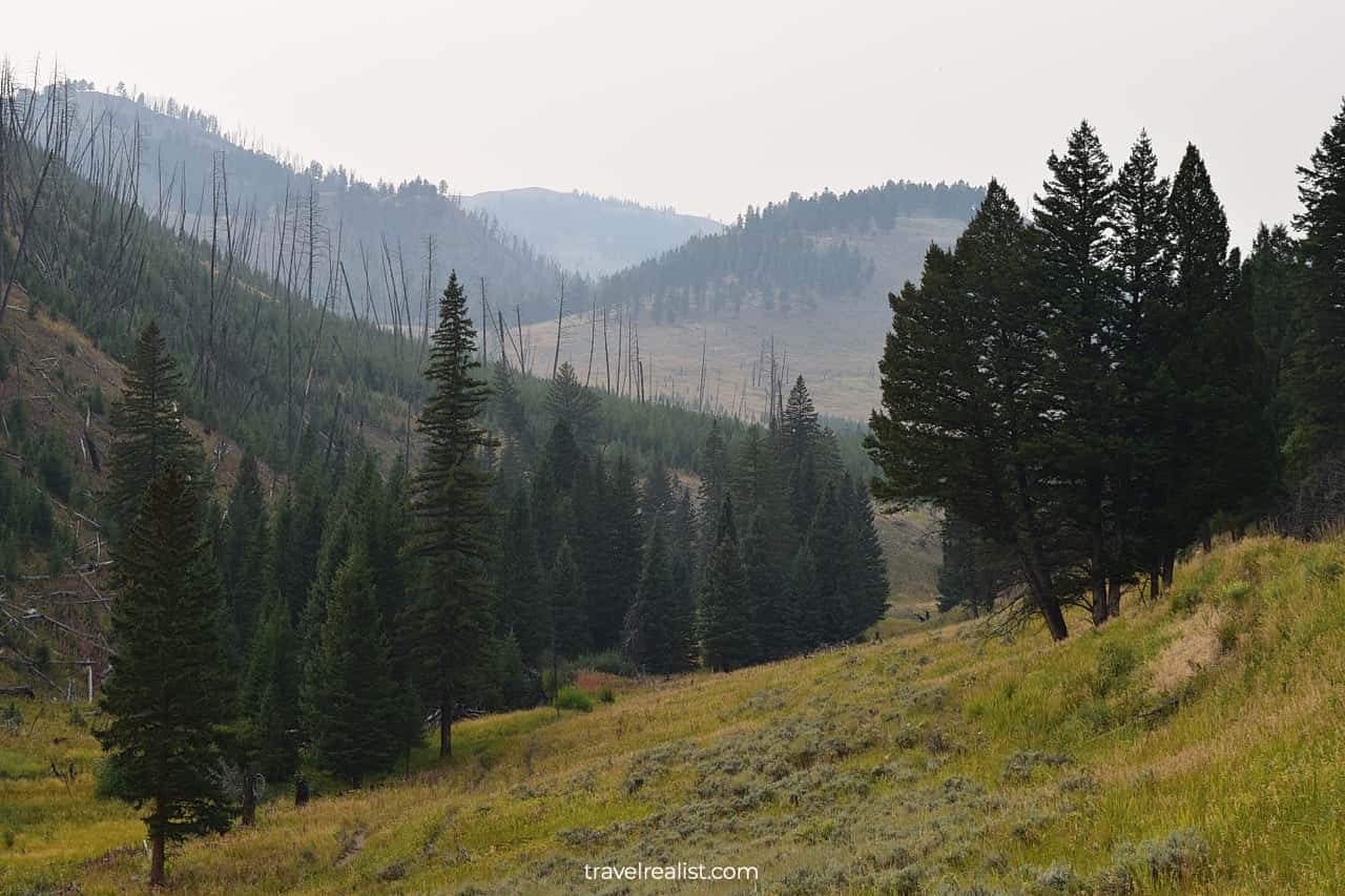 Petrified Tree Area in Yellowstone National Park, Wyoming, US