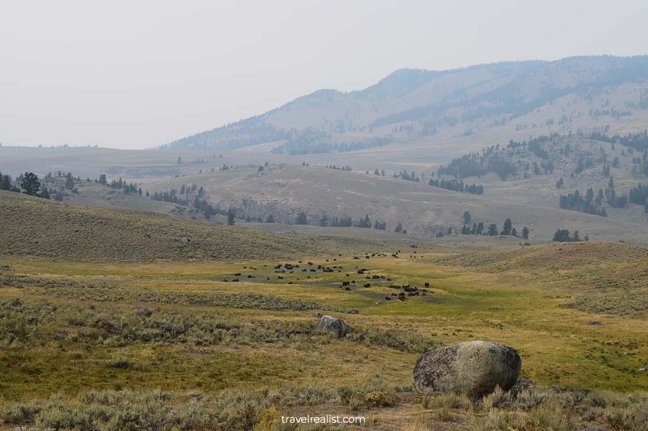 Buffalo herds in Yellowstone National Park, Wyoming, US