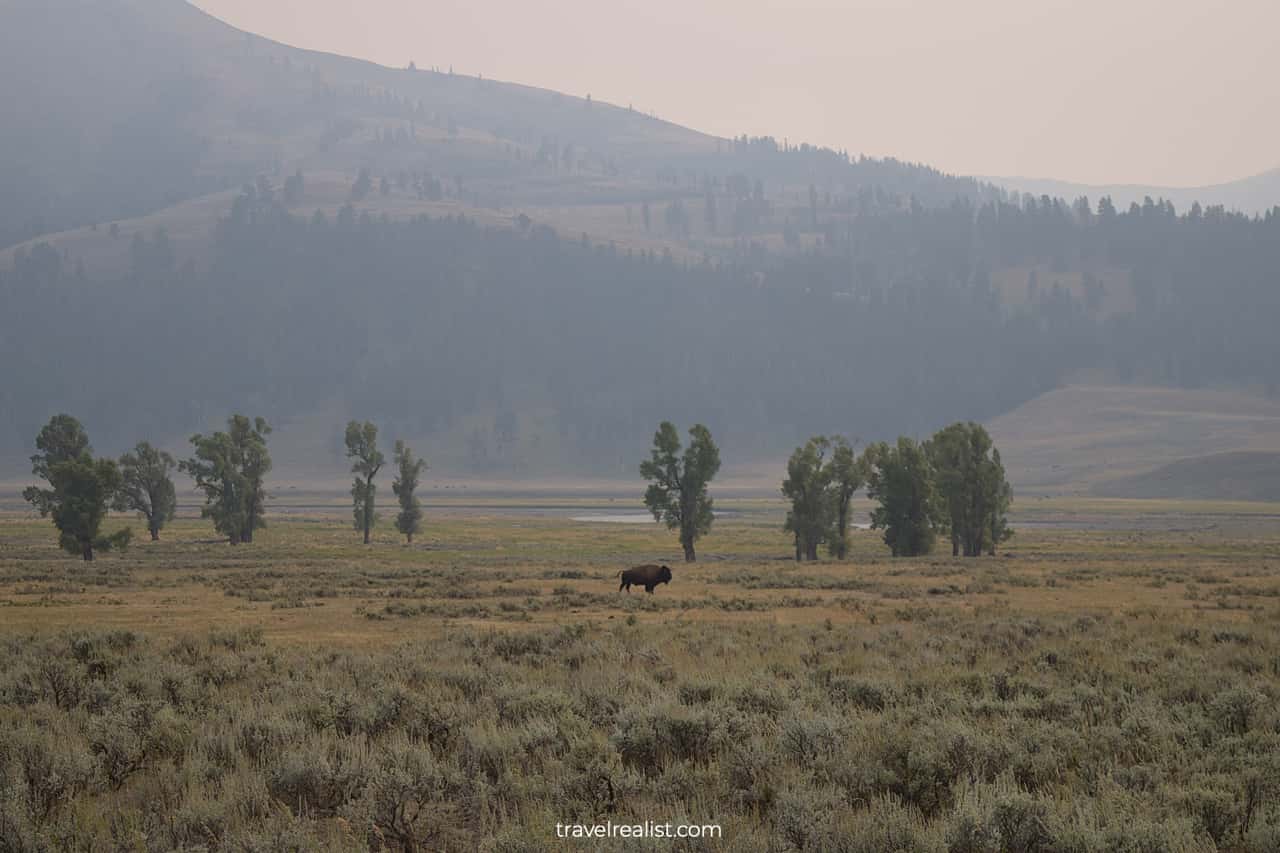 A buffalo in a meadow in Yellowstone National Park, Wyoming, US