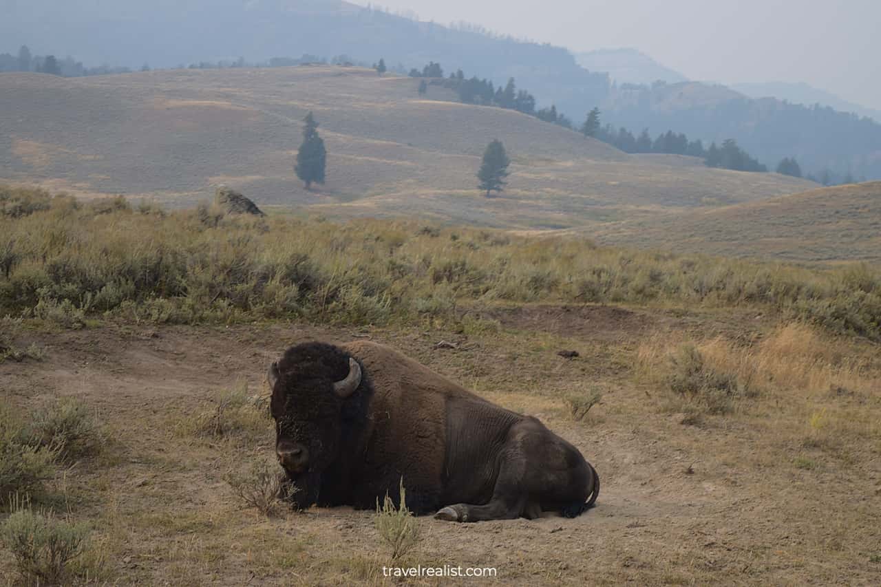 A buffalo in Yellowstone National Park, Wyoming, US